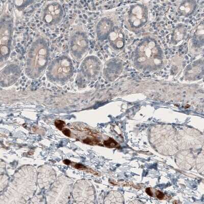 Immunohistochemistry-Paraffin: Neuromedin-U Antibody [NBP1-87452]