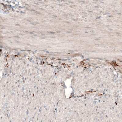 Immunohistochemistry-Paraffin: Neuromedin-U Antibody [NBP1-87452]