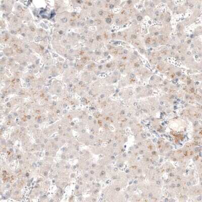 Immunohistochemistry-Paraffin: Neuromedin-U Antibody [NBP1-87452]