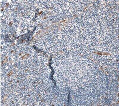 Immunohistochemistry-Paraffin: Neuromedin-U Antibody [NBP1-87452]