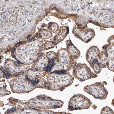 Immunohistochemistry-Paraffin: Neuromedin UR1/NMUR1 Antibody [NBP1-83433]