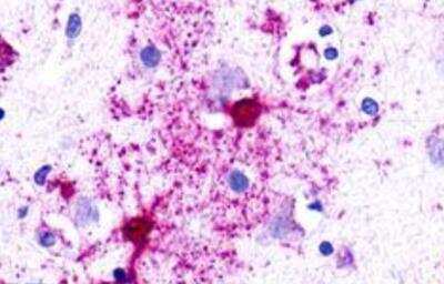 Immunohistochemistry-Paraffin: Neuromedin UR1/NMUR1 Antibody - BSA Free [NLS396]