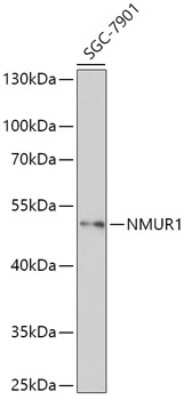 Western Blot: Neuromedin UR1/NMUR1 AntibodyAzide and BSA Free [NBP2-94246]