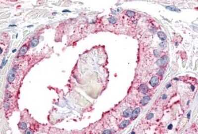 Immunohistochemistry-Paraffin: Neuropeptide FF R1/NPFFR1 Antibody - BSA Free [NLS1903]