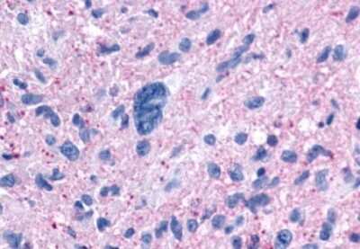 Immunohistochemistry-Paraffin: Neuropeptide FF R1/NPFFR1 Antibody - BSA Free [NLS1903]