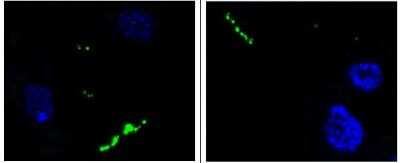 Immunocytochemistry/ Immunofluorescence: Neuropeptide Y Antibody (8) - BSA Free [NBP1-05166]