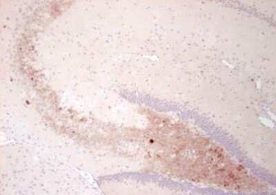Immunohistochemistry-Paraffin: Neuropeptide Y Antibody (8) - BSA Free [NBP1-05166]