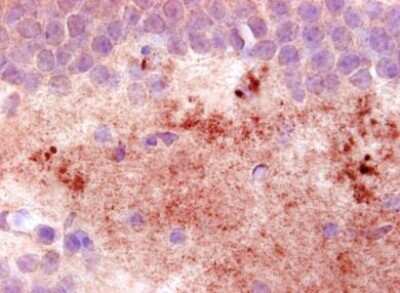 Immunohistochemistry-Paraffin: Neuropeptide Y Antibody (8) - BSA Free [NBP1-05166]