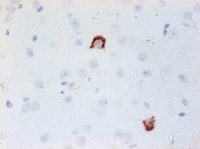 Immunohistochemistry-Paraffin: Neuropeptide Y Antibody (8) - BSA Free [NBP1-05166]