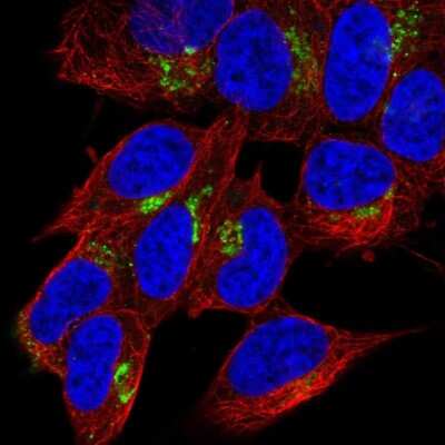 Immunocytochemistry/ Immunofluorescence: Neuropeptide Y Antibody [NBP2-33423]