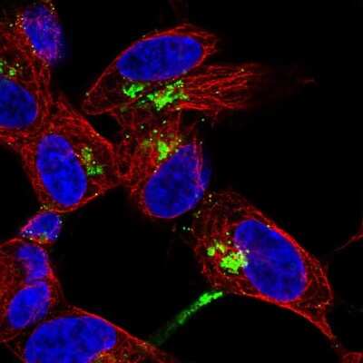 Immunocytochemistry/ Immunofluorescence: Neuropeptide Y Antibody [NBP2-38804]