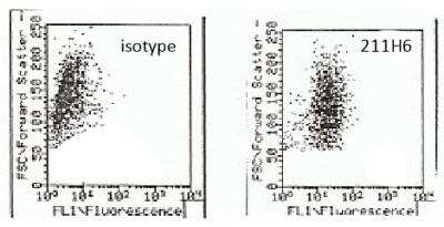 Flow Cytometry: Neuropilin-1 Antibody (211H6.01) [DDX0440P-100]
