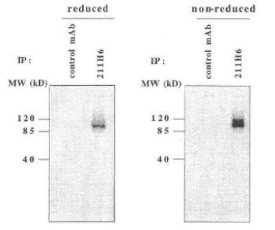 Western Blot: Neuropilin-1 Antibody (211H6.01) [DDX0440P-100]