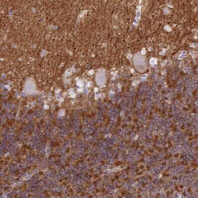 Immunohistochemistry: Neuroplastin Antibody [NBP2-47357]