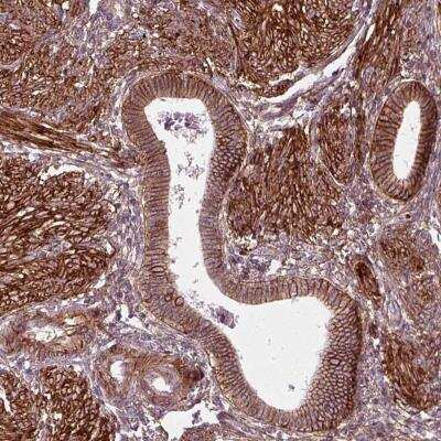 Immunohistochemistry-Paraffin: Neuroplastin Antibody [NBP2-56293]