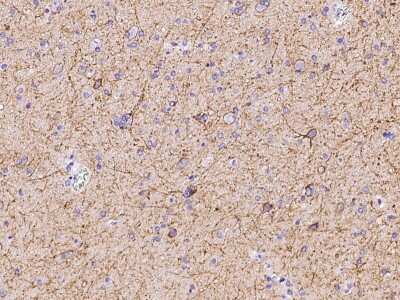 Immunohistochemistry-Paraffin: Neuroplastin Antibody [NBP2-97104]