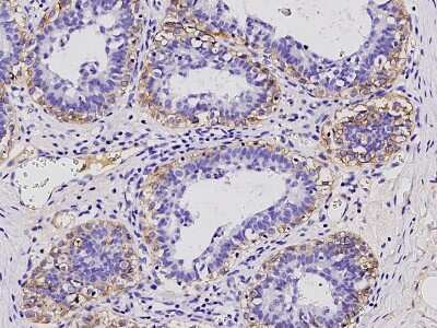 Immunohistochemistry-Paraffin: Neuroplastin Antibody [NBP2-97104]