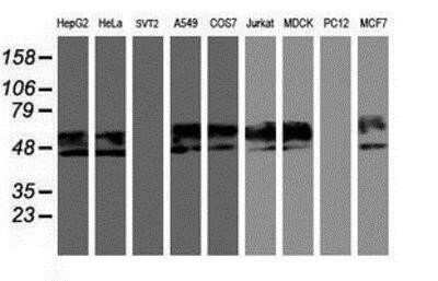 Western Blot: Neuroplastin Antibody (OTI3C4)Azide and BSA Free [NBP2-72966]