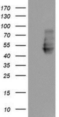 Western Blot: Neuroplastin Antibody (OTI3C4)Azide and BSA Free [NBP2-72966]