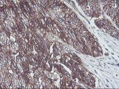 Immunohistochemistry-Paraffin: Neuroplastin Antibody (OTI3C4) [NBP2-01793]