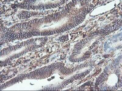 Immunohistochemistry-Paraffin: Neuroplastin Antibody (OTI3C4) [NBP2-01793]