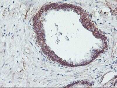 Immunohistochemistry-Paraffin: Neuroplastin Antibody (OTI3C4) [NBP2-01793]