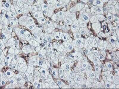 Immunohistochemistry-Paraffin: Neuroplastin Antibody (OTI3C4) [NBP2-01793]