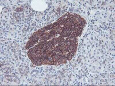Immunohistochemistry-Paraffin: Neuroplastin Antibody (OTI3C4) [NBP2-01793]