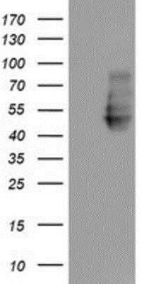 Western Blot: Neuroplastin Antibody (OTI3C4) [NBP2-01793]