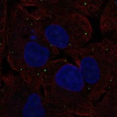 Immunocytochemistry/ Immunofluorescence: Neurotensin Antibody [NBP3-17401]