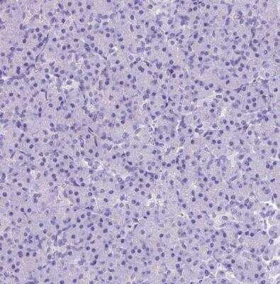 Immunohistochemistry-Paraffin: Neurotensin Antibody [NBP2-33903]