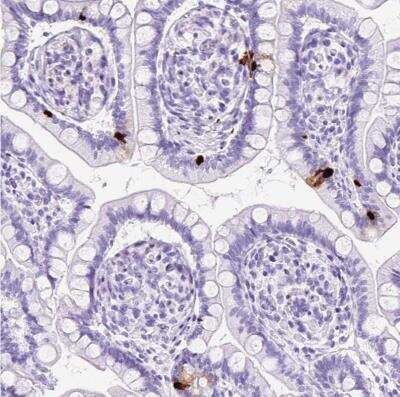 Immunohistochemistry-Paraffin: Neurotensin Antibody [NBP2-33903]