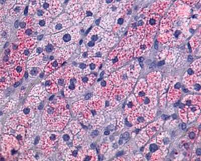 Immunohistochemistry-Paraffin: NTS1/NTSR1 Antibody - BSA Free [NLS935]