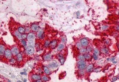 Immunohistochemistry-Paraffin: NTS1/NTSR1 Antibody - BSA Free [NLS935]