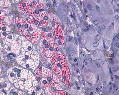 Immunohistochemistry-Paraffin: NTS1/NTSR1 Antibody - BSA Free [NLS938]