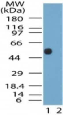 Western Blot: NTS2/NTSR2 Antibody [NB100-56472]