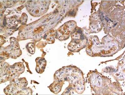 Immunohistochemistry-Paraffin: Neurotrimin/HNT Antibody (MM0485-5X25) - Azide and BSA Free [NBP2-11813]