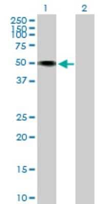 Western Blot: Neurotrimin/HNT Antibody [H00050863-B01P]