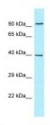 Western Blot: Neurotrimin/HNT Antibody [NBP1-98326]