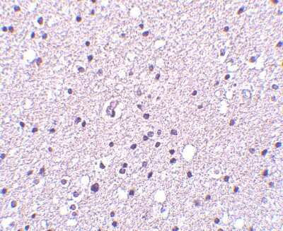 Immunohistochemistry-Paraffin: Neurotrypsin Antibody - BSA Free [NBP1-76784]
