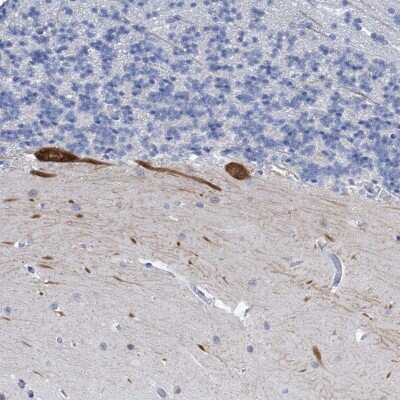 Immunohistochemistry-Paraffin: Neurotrypsin Antibody [NBP2-38231]