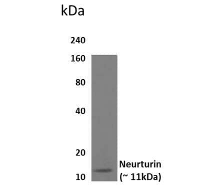 Western Blot: Neurturin Antibody (32E21)Azide and BSA Free [NBP2-22024]