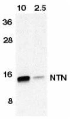 Western Blot: Neurturin AntibodyBSA Free [NBP1-77047]