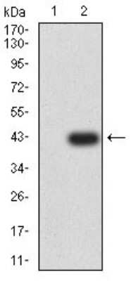 Western Blot: Neutrophil Elastase/ELA2 Antibody (6B6B10)BSA Free [NBP2-61658]