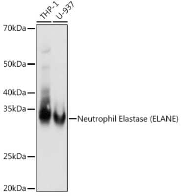 Western Blot: Neutrophil Elastase/ELA2 Antibody (8X4E6) [NBP3-16724]