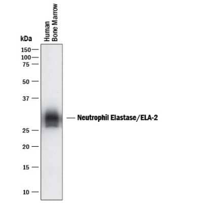 Western Blot: Neutrophil Elastase/ELA2 Antibody (950334)Azide and BSA Free [MAB9167]