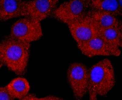 Immunocytochemistry/ Immunofluorescence: Neutrophil Elastase/ELA2 Antibody (JF098-6) [NBP2-66972]