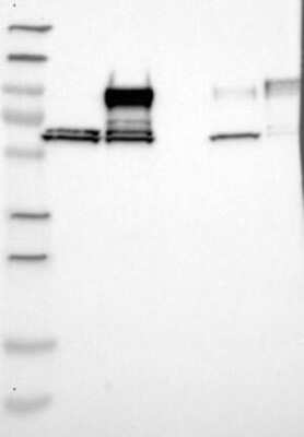 Western Blot: Nexilin Antibody [NBP3-17402]