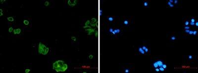 Immunocytochemistry/ Immunofluorescence: NgR3/NgRH2/RTN4RL1 Antibody (S03-6C3) [NBP3-19895]
