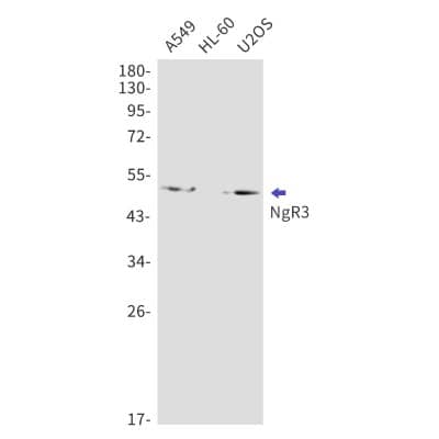Western Blot: NgR3/NgRH2/RTN4RL1 Antibody (S03-6C3) [NBP3-19895]